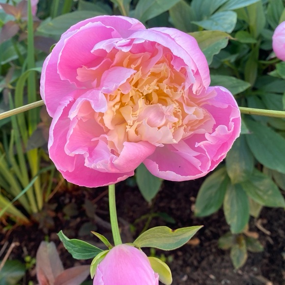 Meet your Posher, RH - Picture 1 of 1